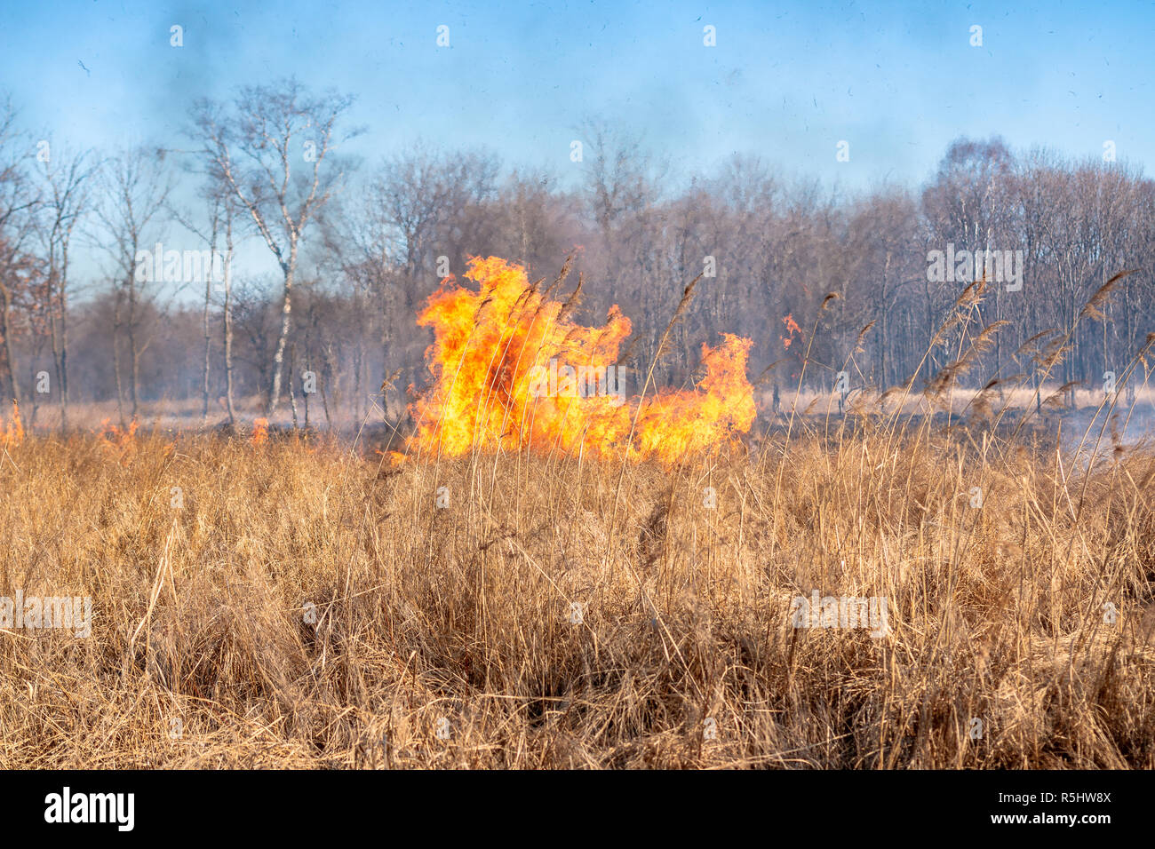 A strong fire spreads in gusts of wind through dry grass on an autumn