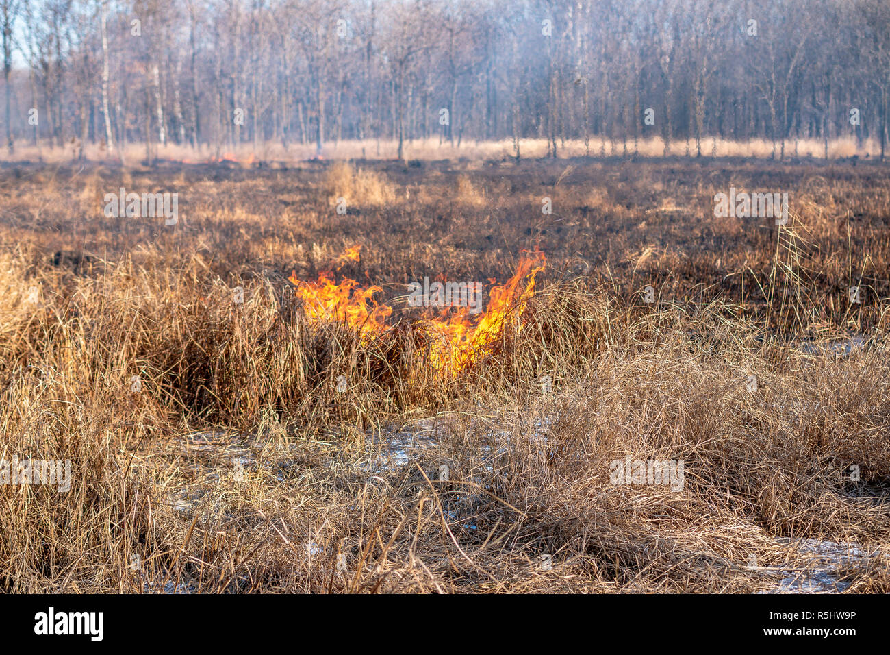 A strong fire spreads in gusts of wind through dry grass on an autumn ...