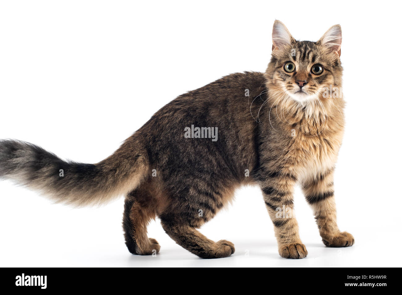 Pretty cat mixed breed on white background standing full body Stock Photo