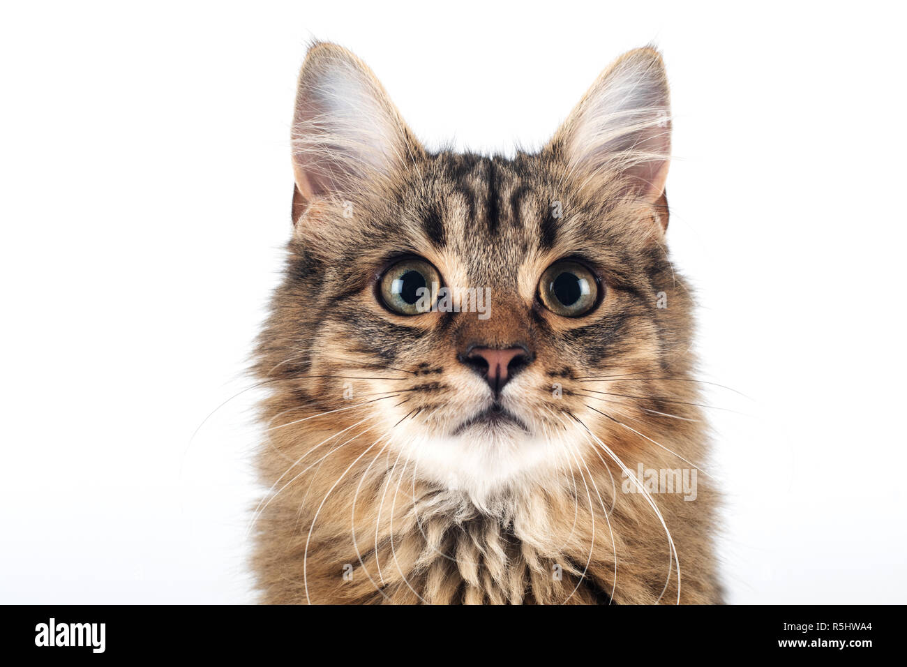 Pretty cat mixed breed on white background closeup portrait Stock Photo