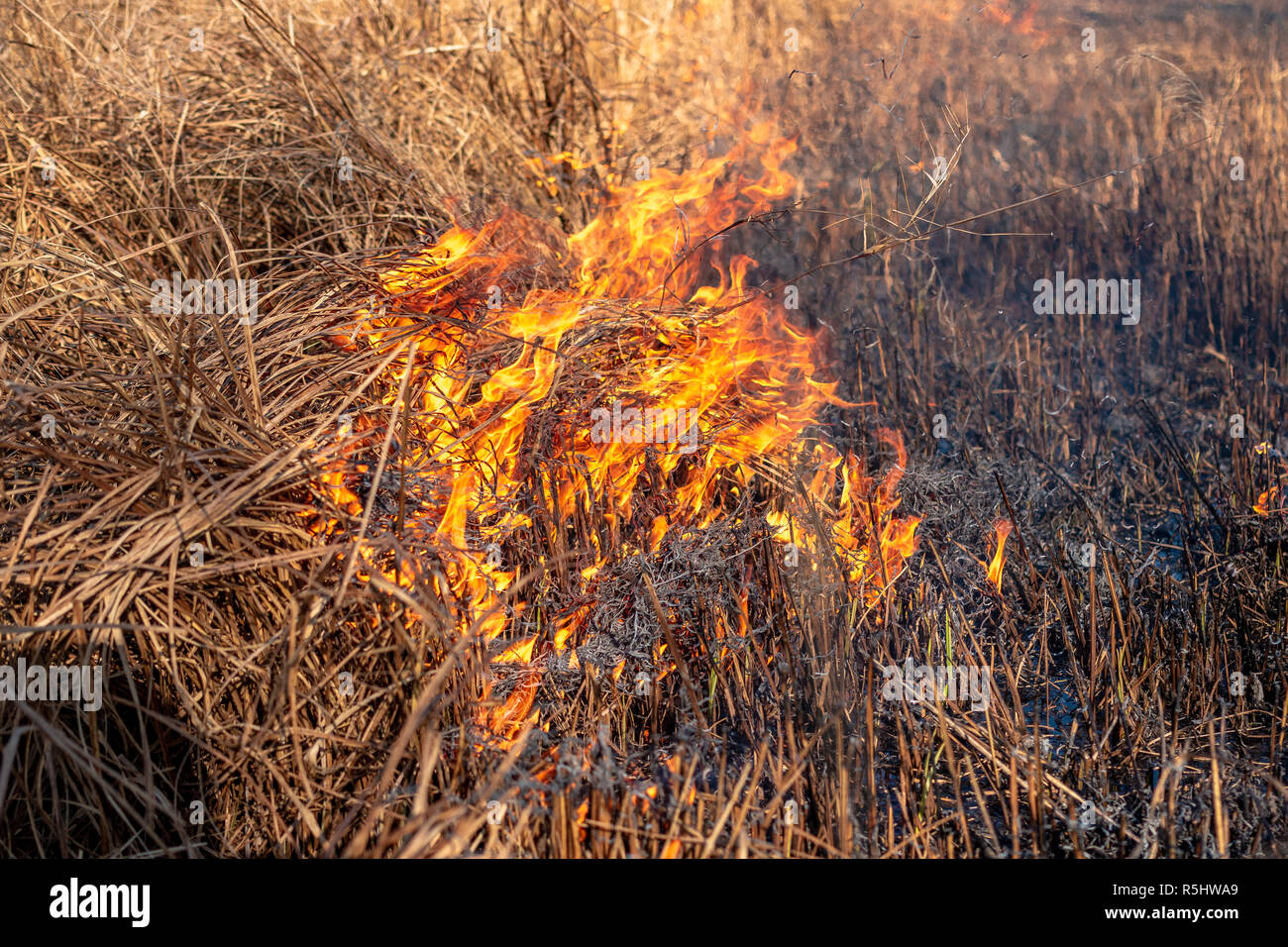 A strong fire spreads in gusts of wind through dry grass on an autumn