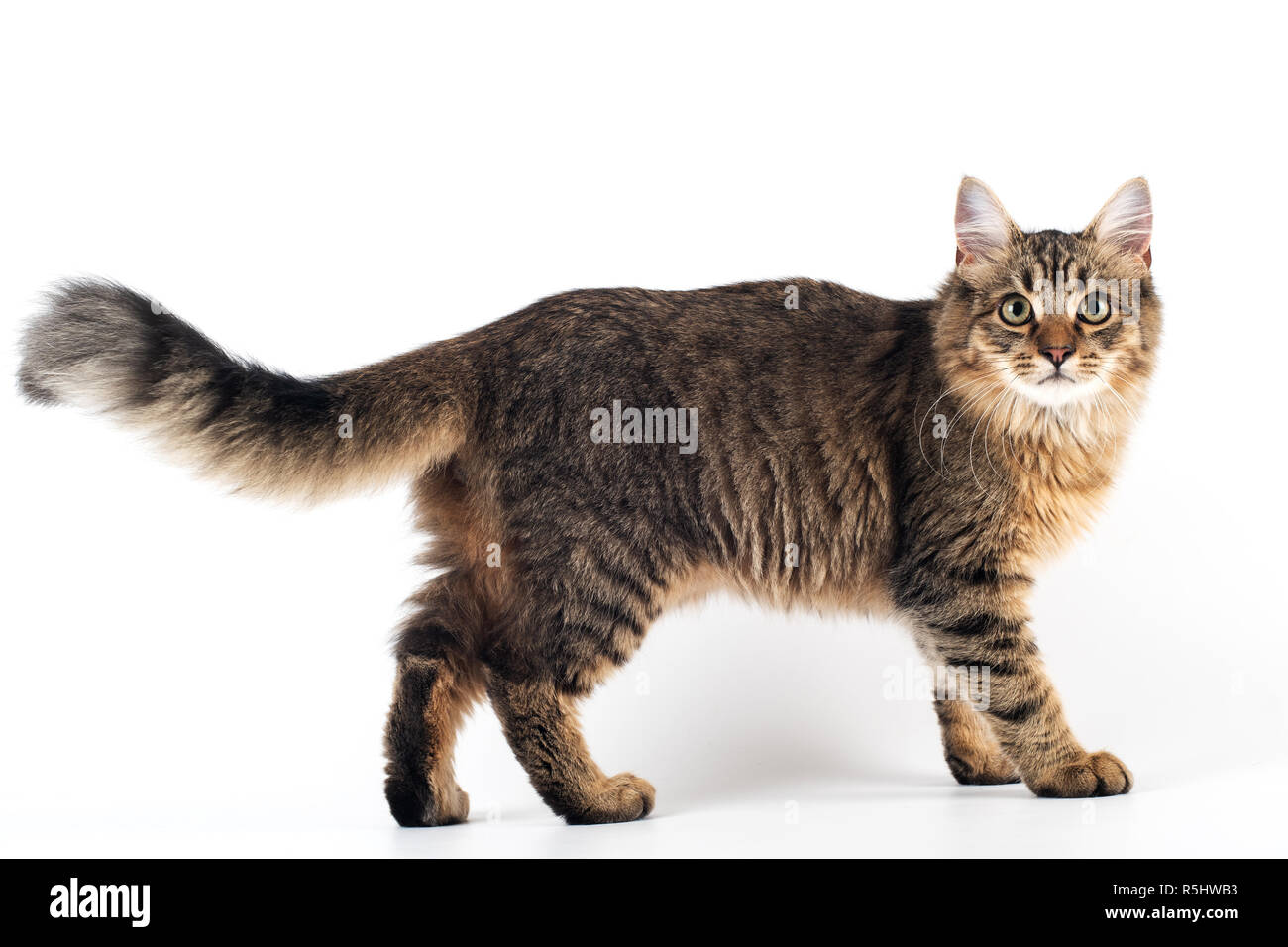 Pretty cat mixed breed on white background standing full body Stock Photo