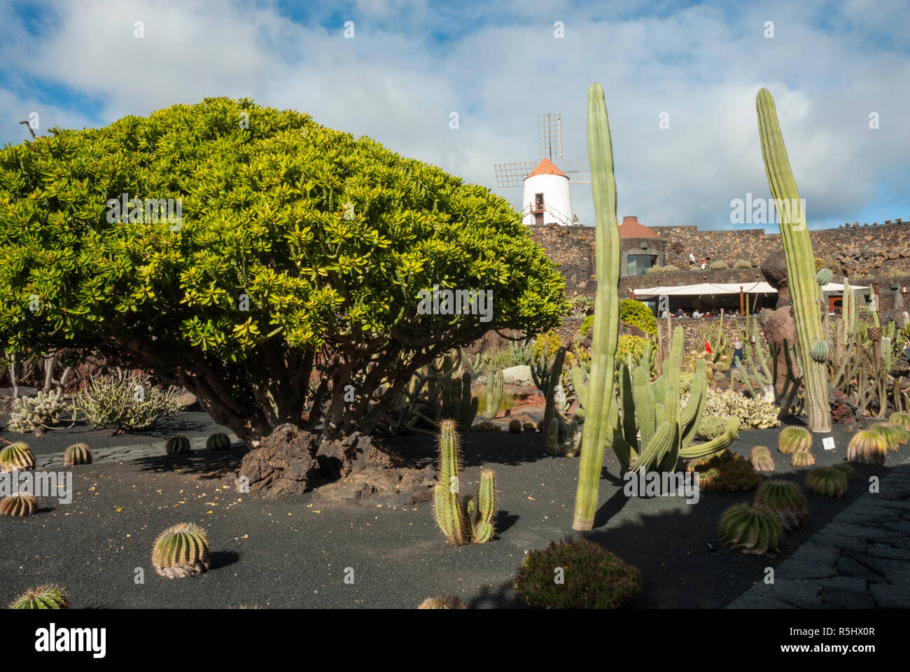 Reclaimed from an old quarry is the spectacular Cactus Garden at Guatiza, Lanzarote with over one thousand cactus varieties and traditional windmill. Stock Photo