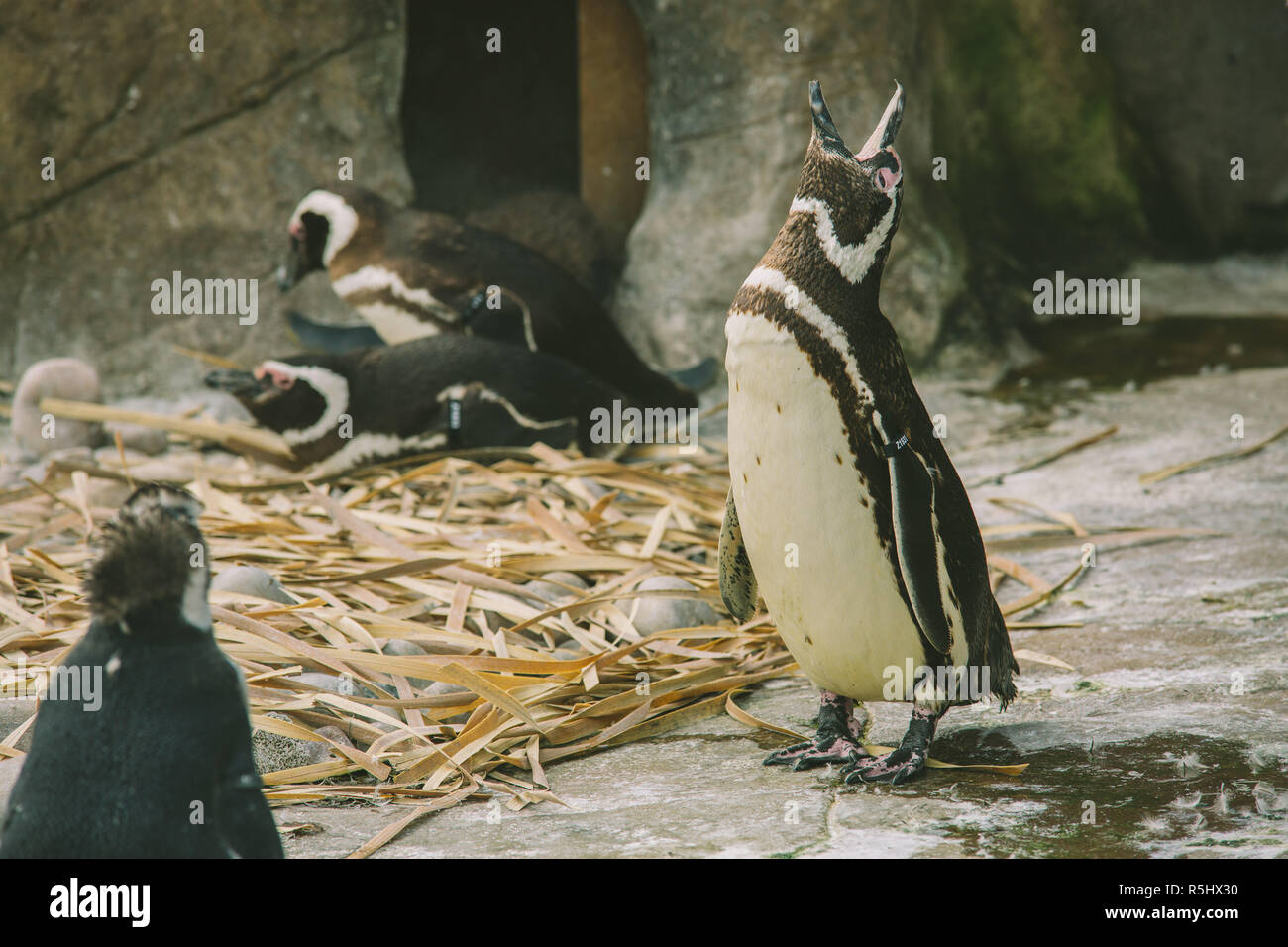 Penguin raises his head and calls Stock Photo