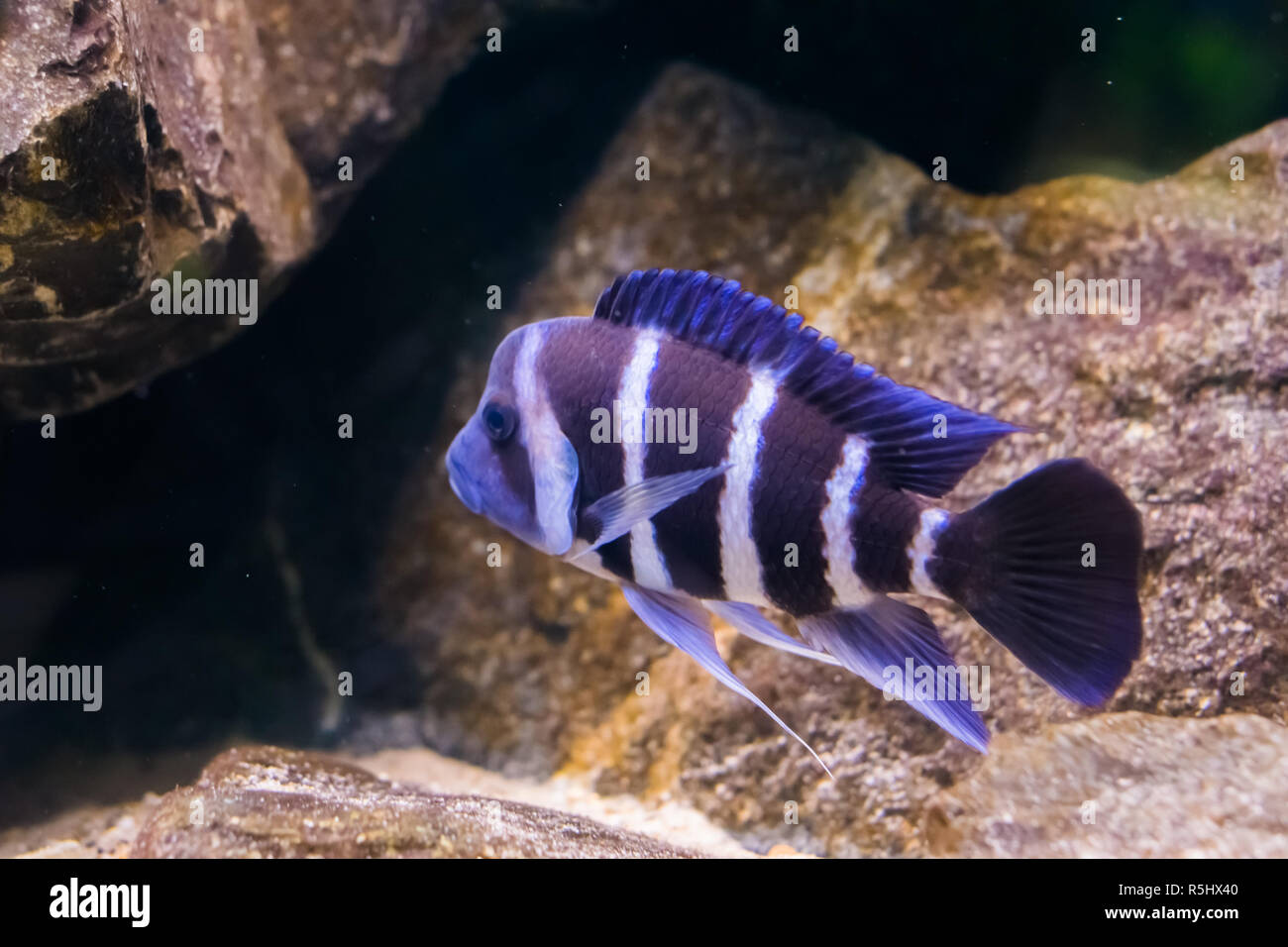 blue and white banded humphead cichlid fish in closeup, a tropical and popular aquarium pet from lake Tanganyika in Africa Stock Photo