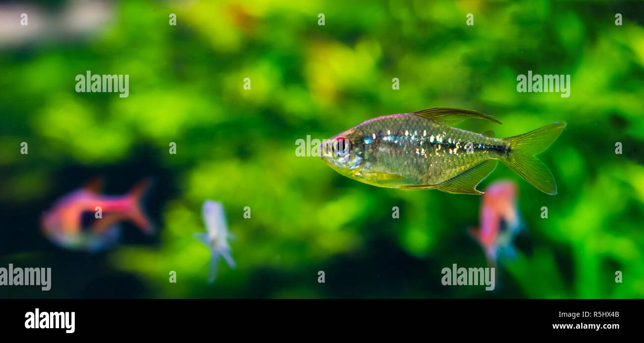 shiny silver colored tetra fish with a black stripe, a tropical aquarium pet from America Stock Photo