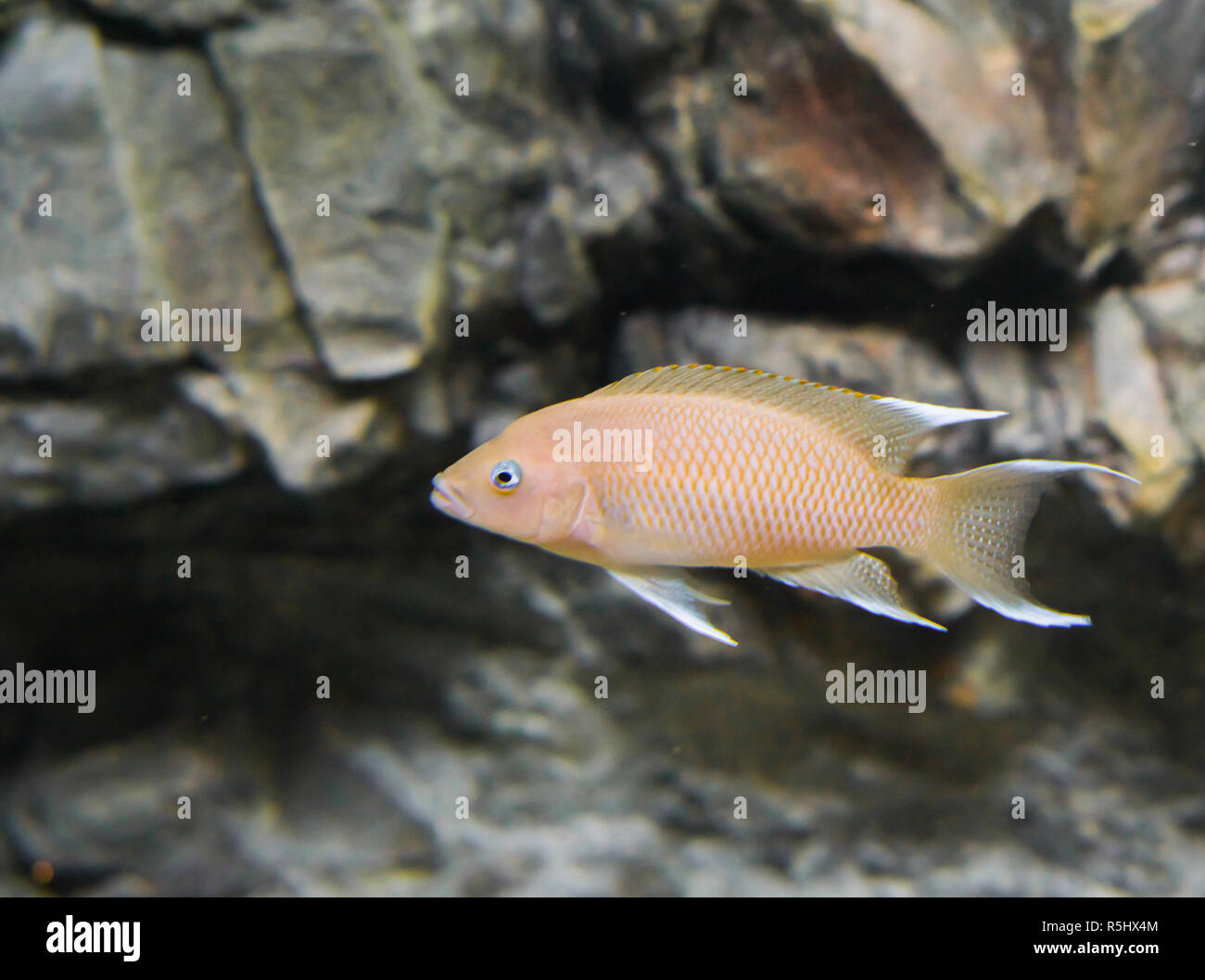 pink malawi cichlid fish in closeup, a popular tropical aquarium pet from lake malawi in Africa Stock Photo