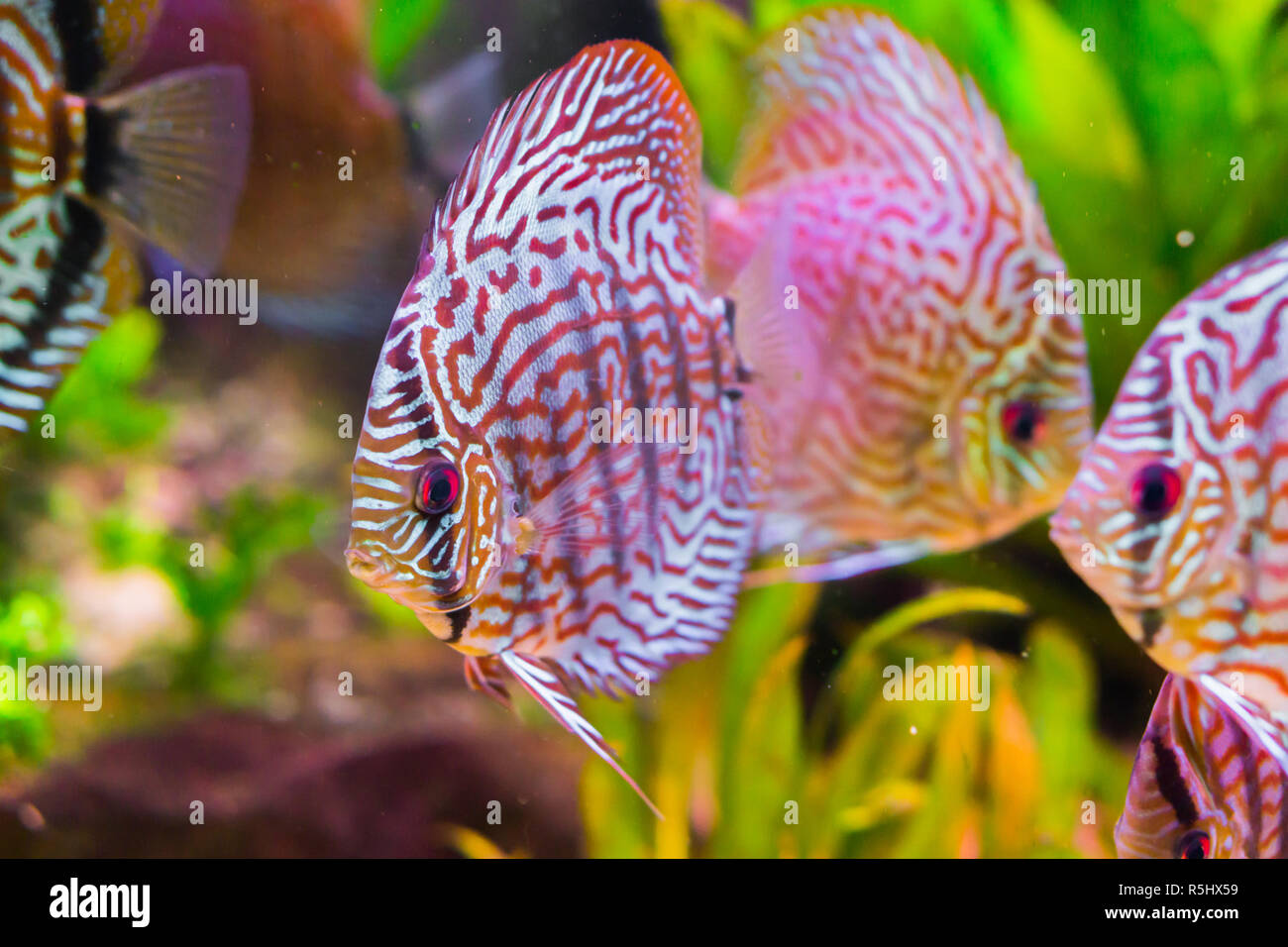 beautiful red turquoise discus fish in closeup with 2 other discus fishes in the background, a tropical cichlid fish from the amazon basin Stock Photo