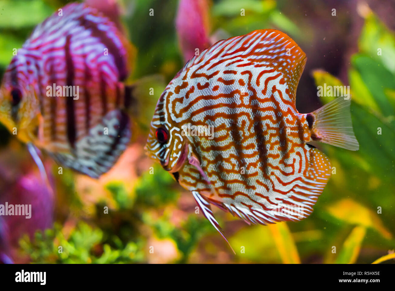 funny red turquoise discus fish in closeup with another one swimming in the background giving a mirror effect Stock Photo