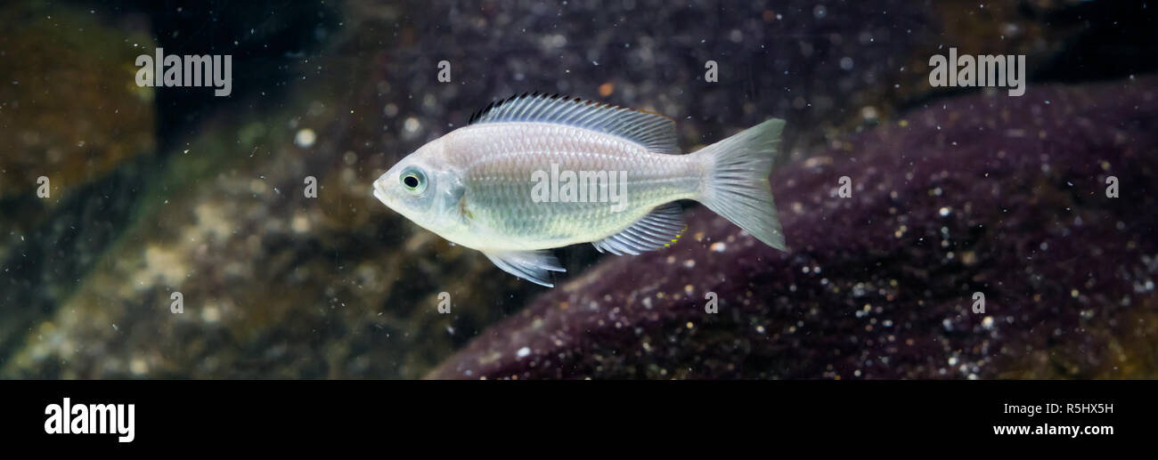 red cap juvenile cichlid fish in bright and shiny silver color, a tropical aquarium pet from lake Malawi. Stock Photo