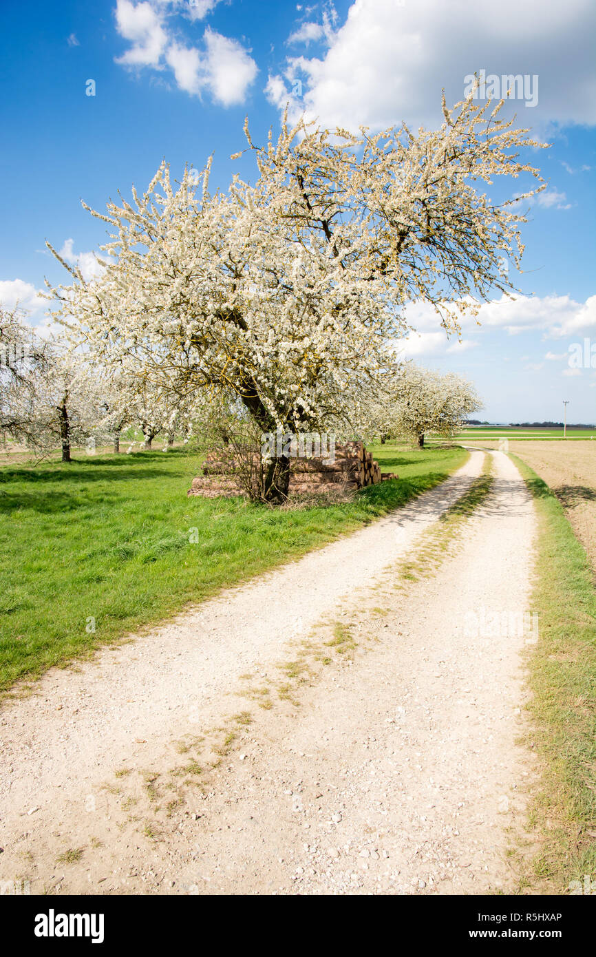 Meadow with flowering fruit trees Stock Photo - Alamy