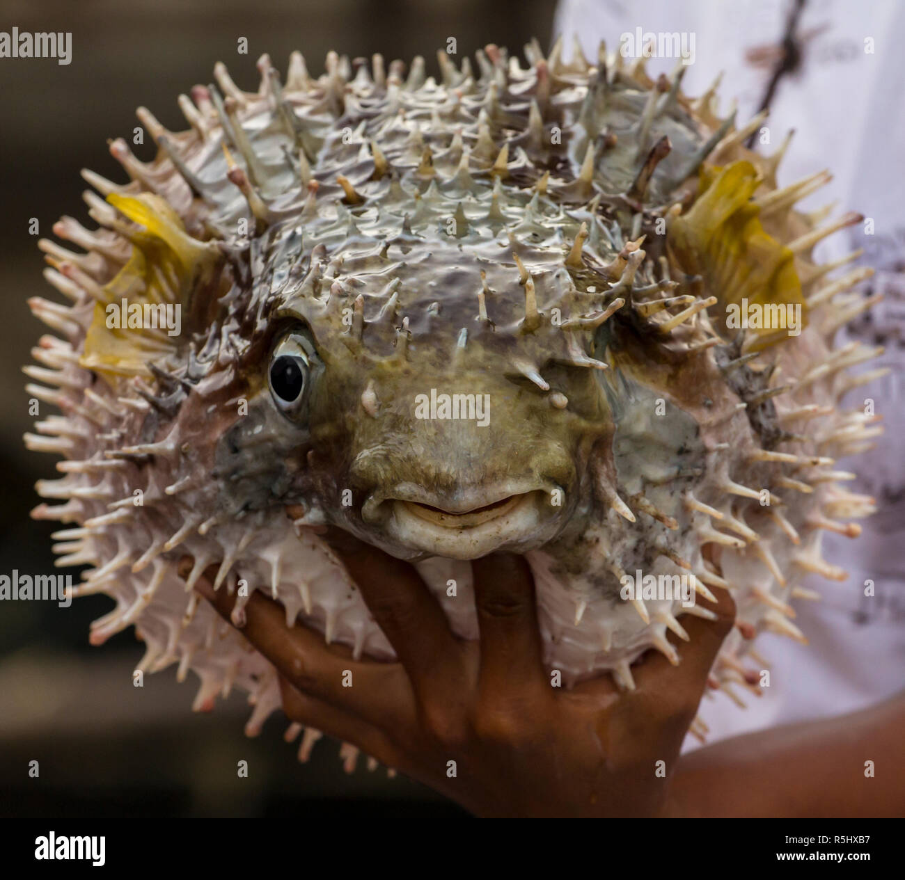 Young local male holds a blowfish in a fish farm, Krabi,Thailand. Stock Photo