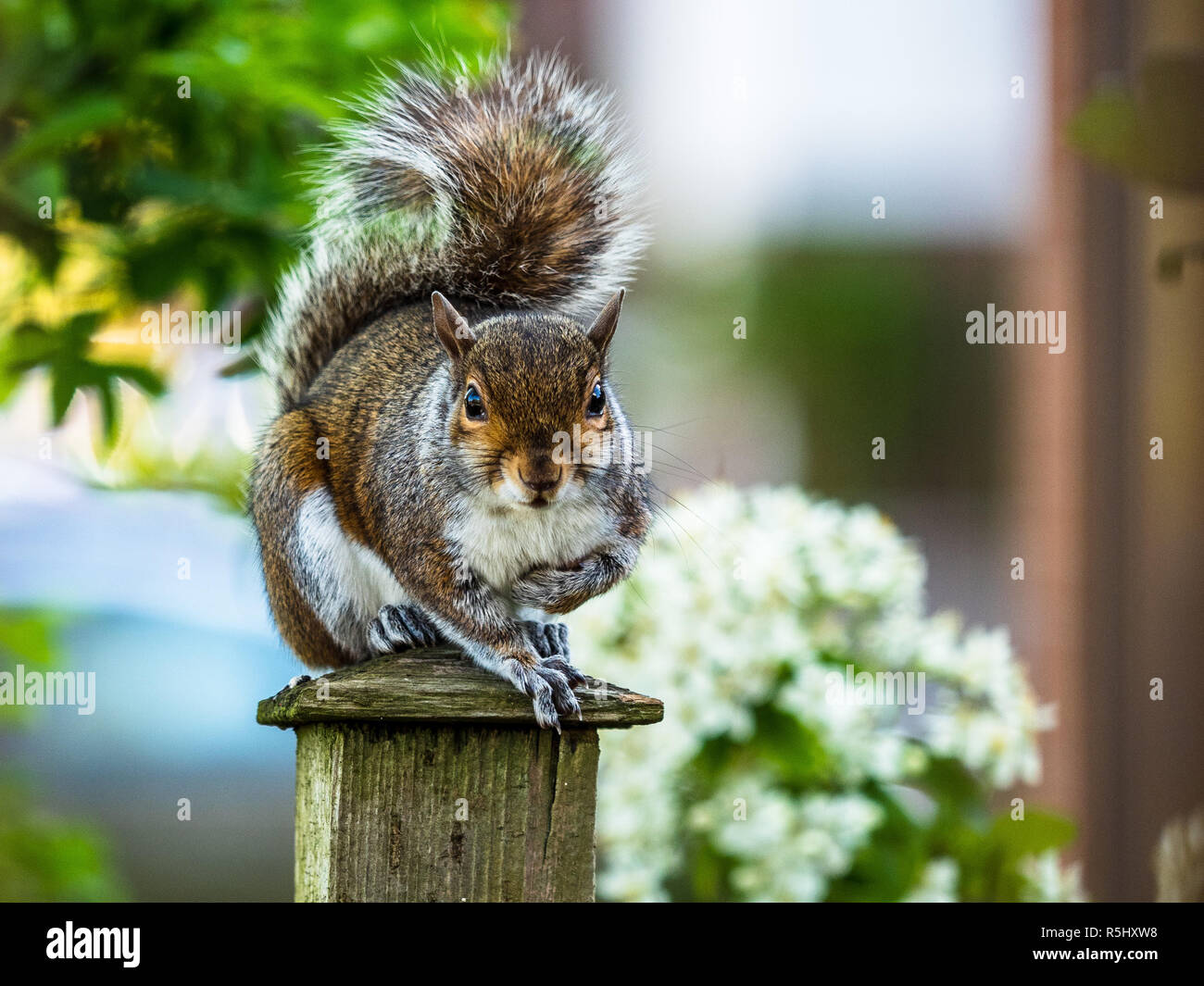 Grey Squirrel Sciurus carolinensis on a garden post in the UK - native to the North East USA grey squirrels were released into the UK around 1876 Stock Photo