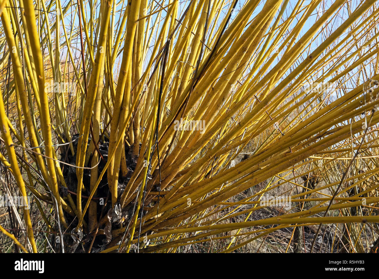 Osiery Willow rods hi-res stock photography and images - Alamy