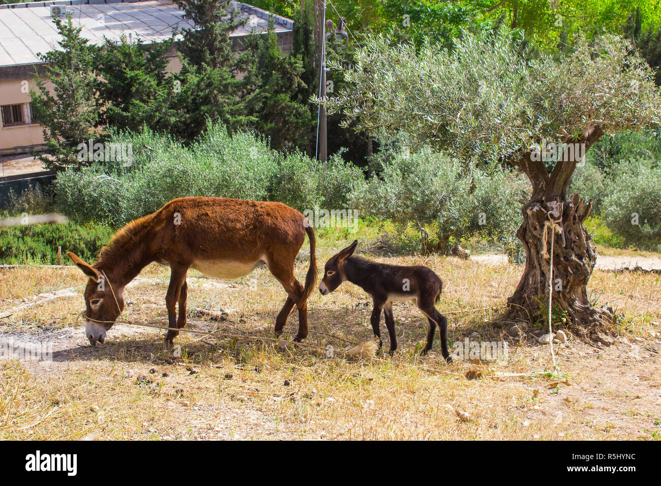 A donkey and its foal grazing ion the dry ground n the Nazareth Village Museum in Israel. this museum provides an authentic look and living insight to Stock Photo