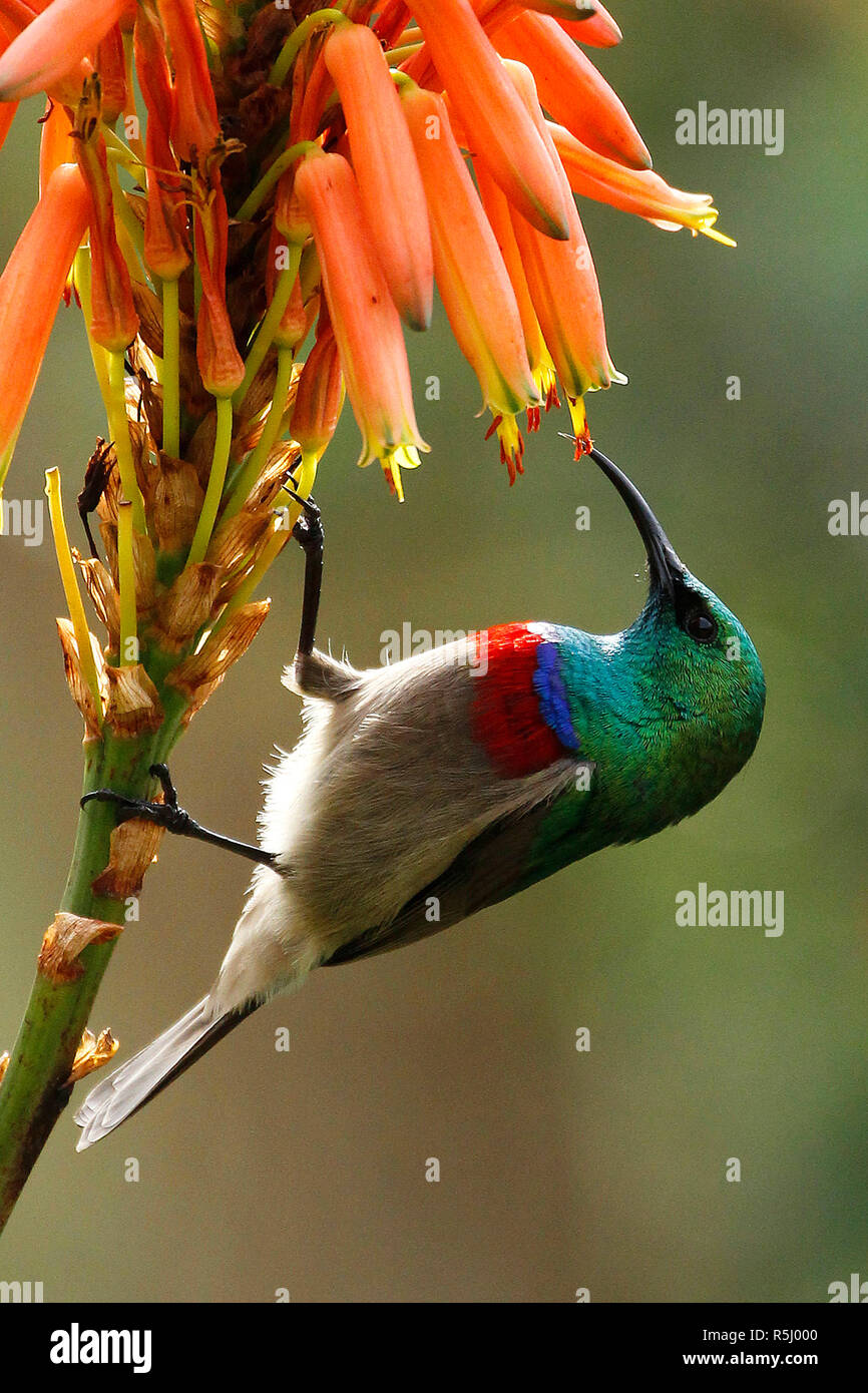 A beautiful male Southern double-collared sunbird feeding on a flower in Kirstenbosch National Botanical Garden in Cape Town. Stock Photo