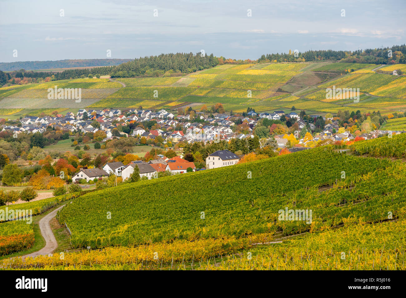 Landscape with vineyards along the Moselle River and valley near the town of Konz, Rhineland-Palatinate, Germany, Europe Stock Photo