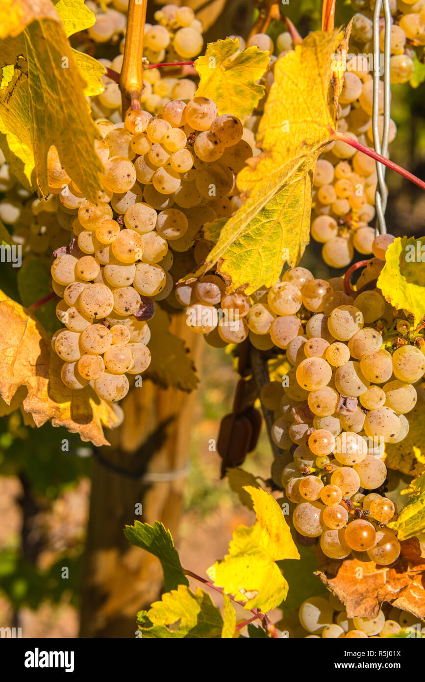 Bunches of ripe Riesling grapes shortly before the wine harvest, village of Schweich,  Moselle River and valley. Rhineland-Palantine, Germany, Europe Stock Photo