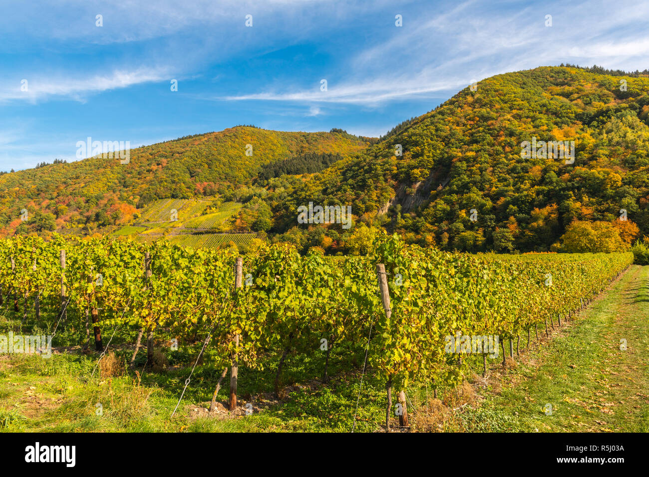 Pölich, landscape with vineyards along the Moselle River and valley near the village of Pölich,  Rhineland-Palantine, Germany, Europe Stock Photo