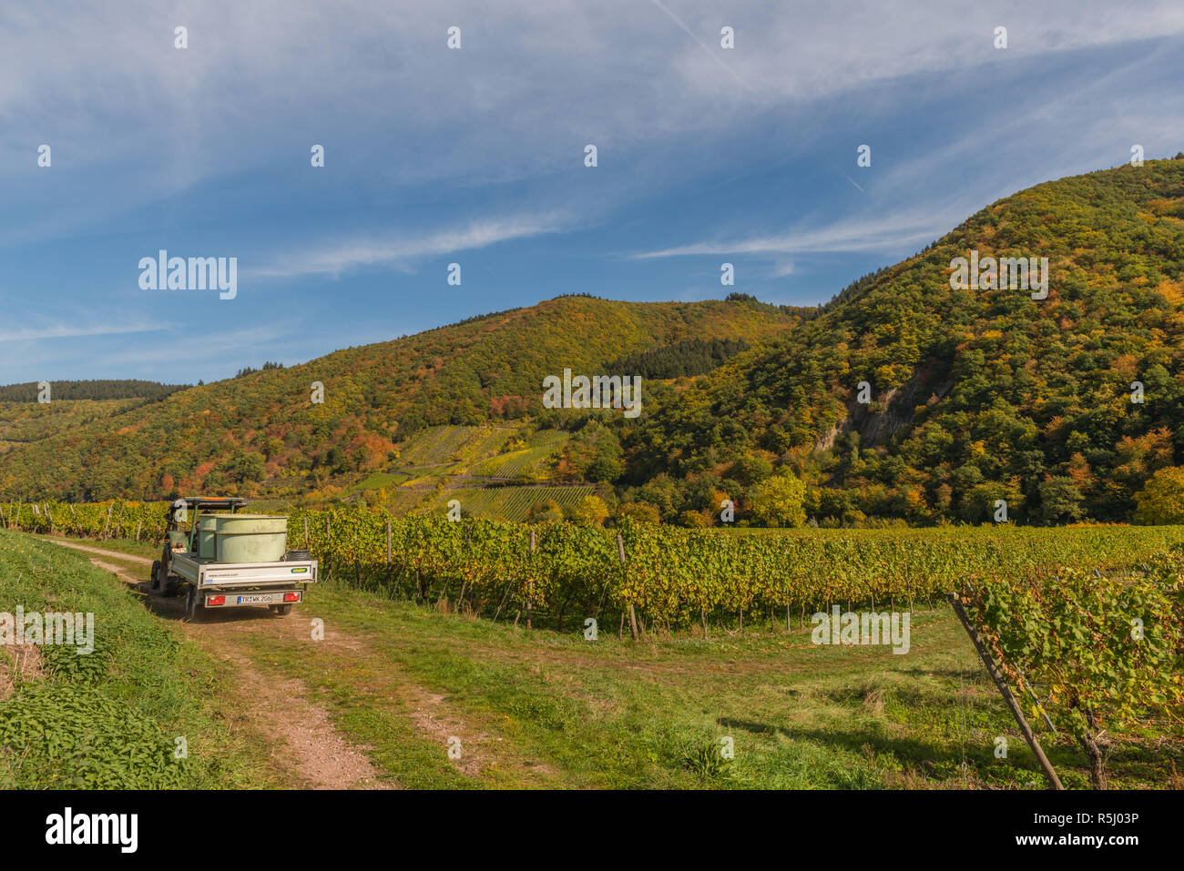 Pölich, landscape with vineyards along the Moselle River, driving to the winery having harvested grapes,  Rhineland-Palatinate, Germany, Europe Stock Photo