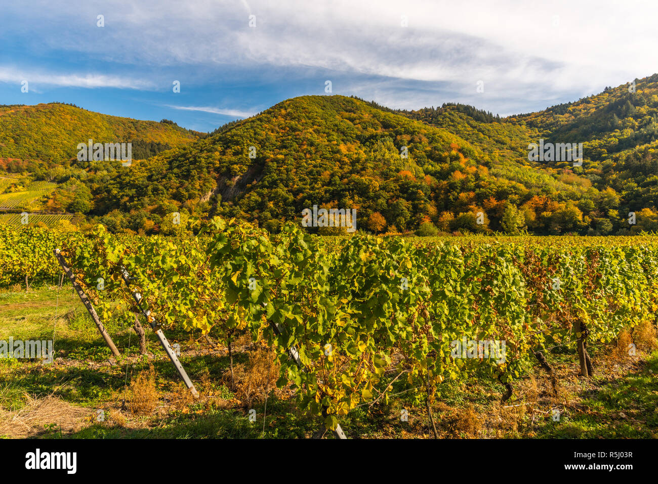 Pölich, landscape with vineyards along the Moselle River and valley near the village of Pölich,  Rhineland-Palatinate, Germany, Europe Stock Photo