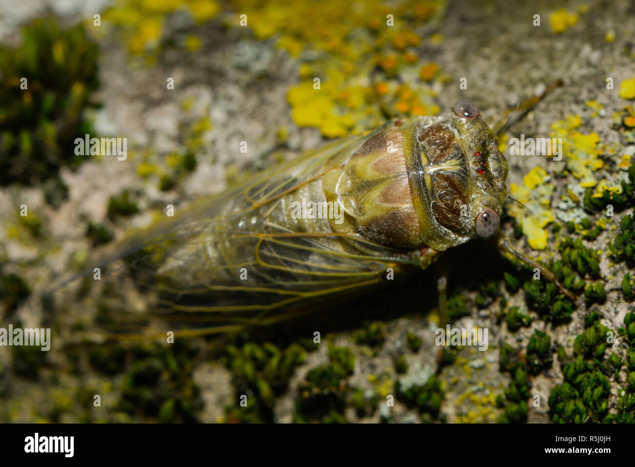 cigale frees itself from the larval hull Stock Photo