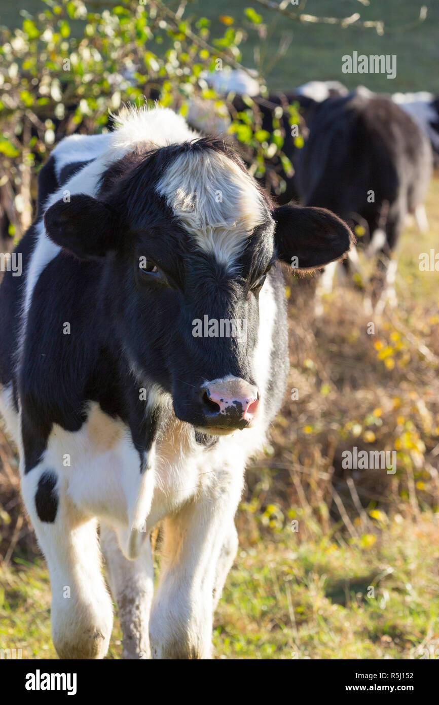young calf black and white Stock Photo Alamy