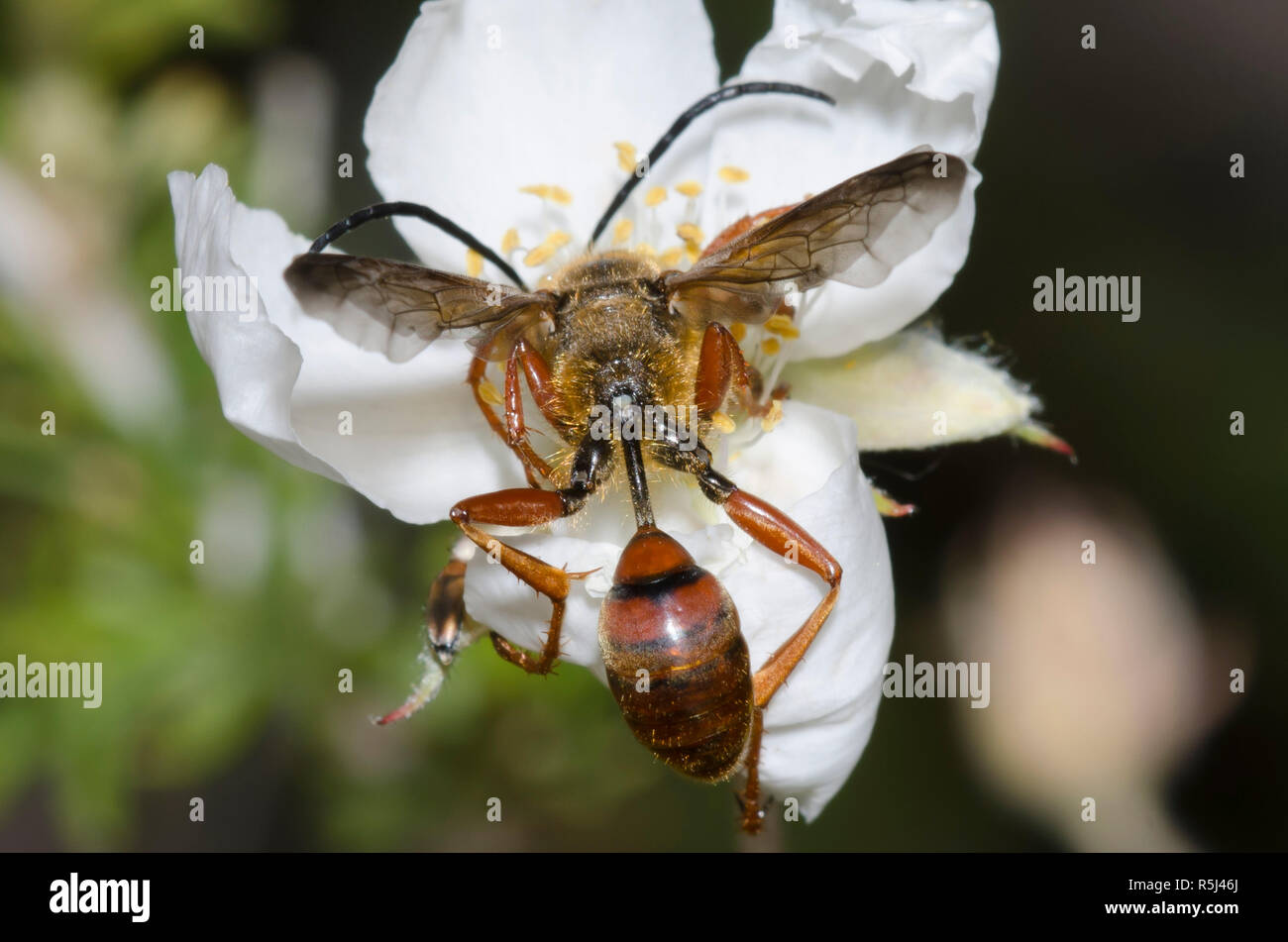 Grass-carrying Wasp, Isodontia elegans, on Apache Plume, Fallugia paradoxa Stock Photo