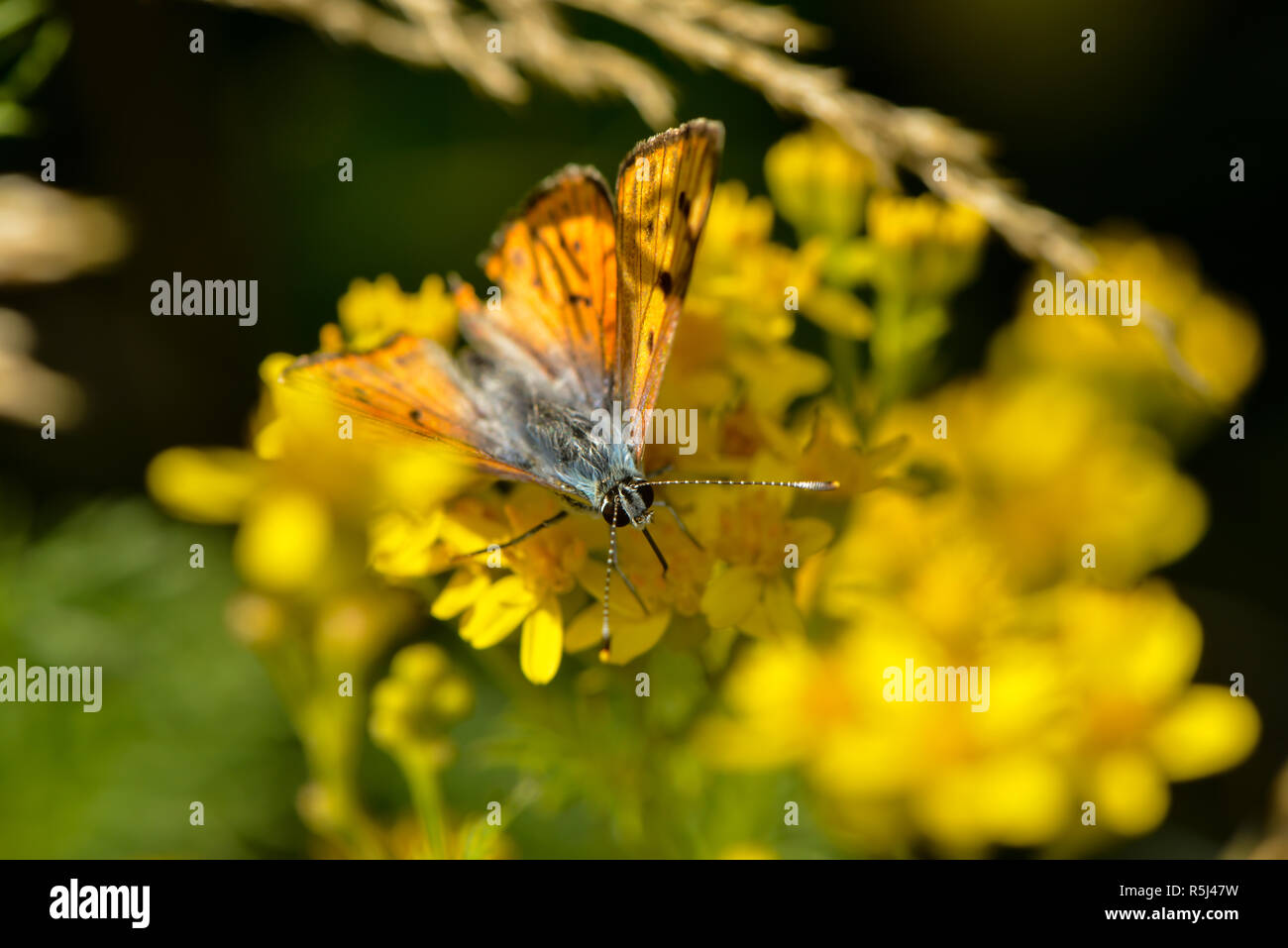 large firefly sits on a yellow blossom Stock Photo