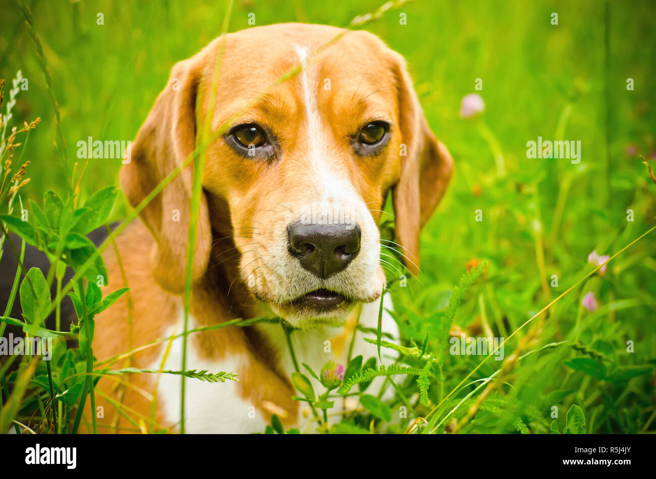 beagle dog on a green grass outdoors Stock Photo - Alamy