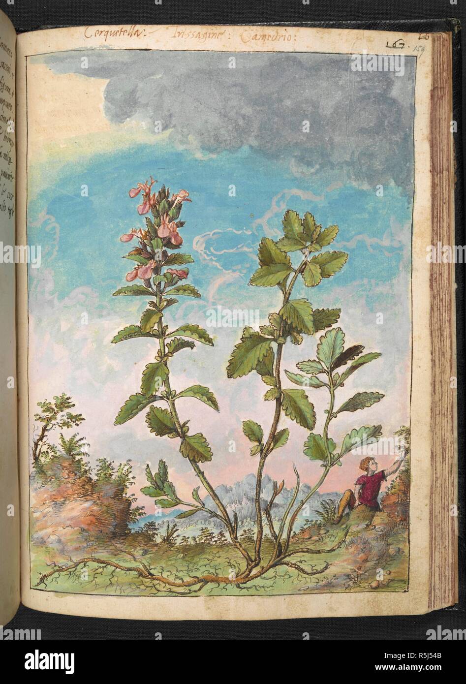 Cerquetella..'  Trissagine (Latin: Teucrium chamaedrys. Common name: Wall Germander).  Camedrio (The common germander.) . Coloured drawings of plants, copied from nature in the Roman States, by Gerardo Cibo. Vol. I. Pietro Andrea Mattioli, Physician, of Siena: Extracts from his edition of Dioscorides' 'de re Medica':. Italy, c. 1564-1584. Source: Add. 22332 f.159. Language: Italian. Author: Cibo, Gheraldo. Stock Photo