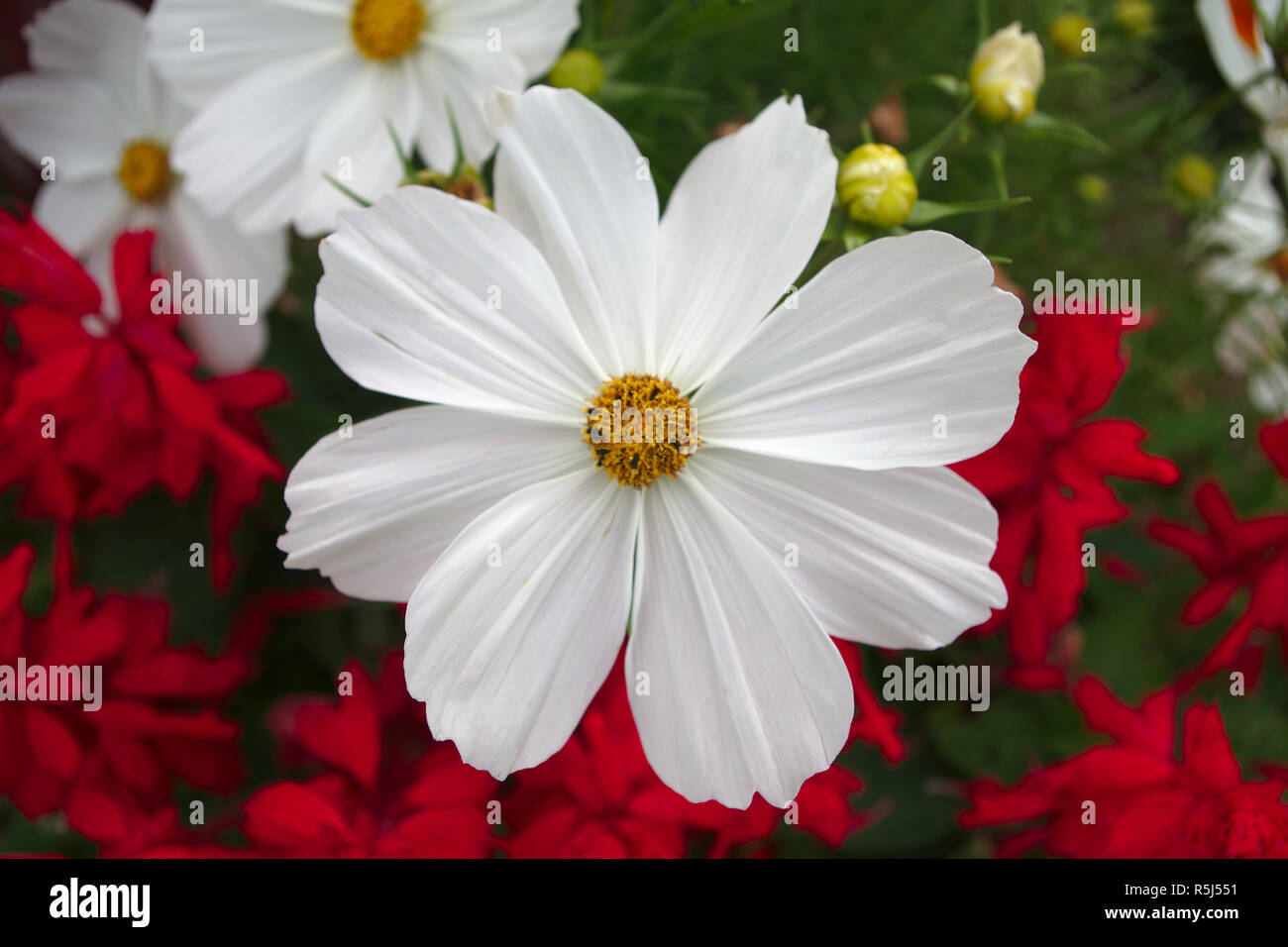 Big Daisy High Resolution Stock Photography and Images Alamy