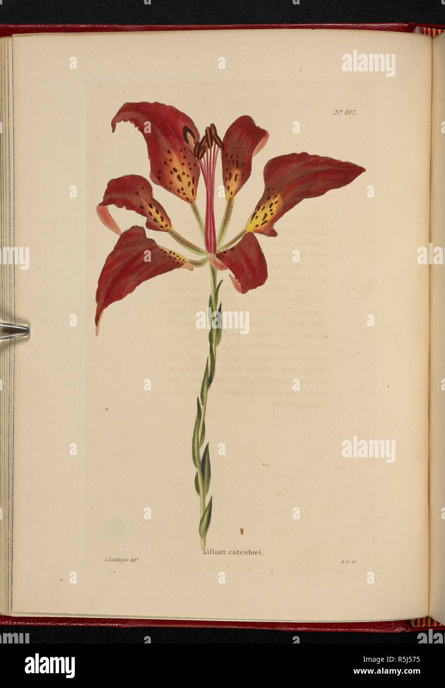 Lilium catesboei. The Botanical Cabinet, consisting of coloured delineations of plants, from all countries, with a short account of each, etc. By C. Loddiges and Sons ... The plates by G. Cooke. vol. 1-20. London, 1817-33. Source: 443.b.13, vol.9, no.807. Author: Cooke, George. Stock Photo