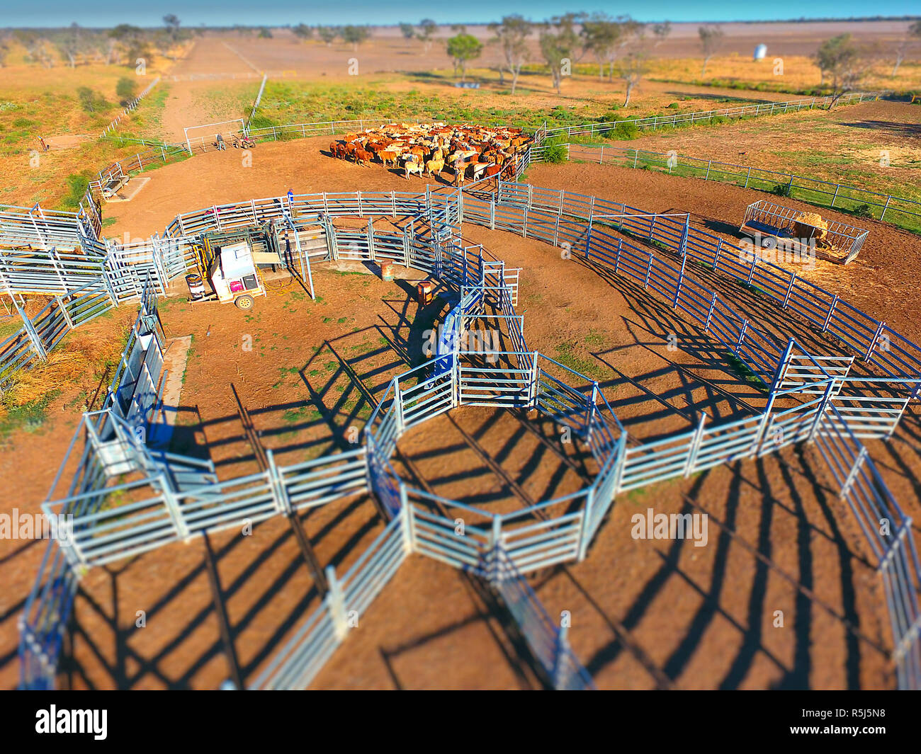 Cattle Muster NSW Stock Photo