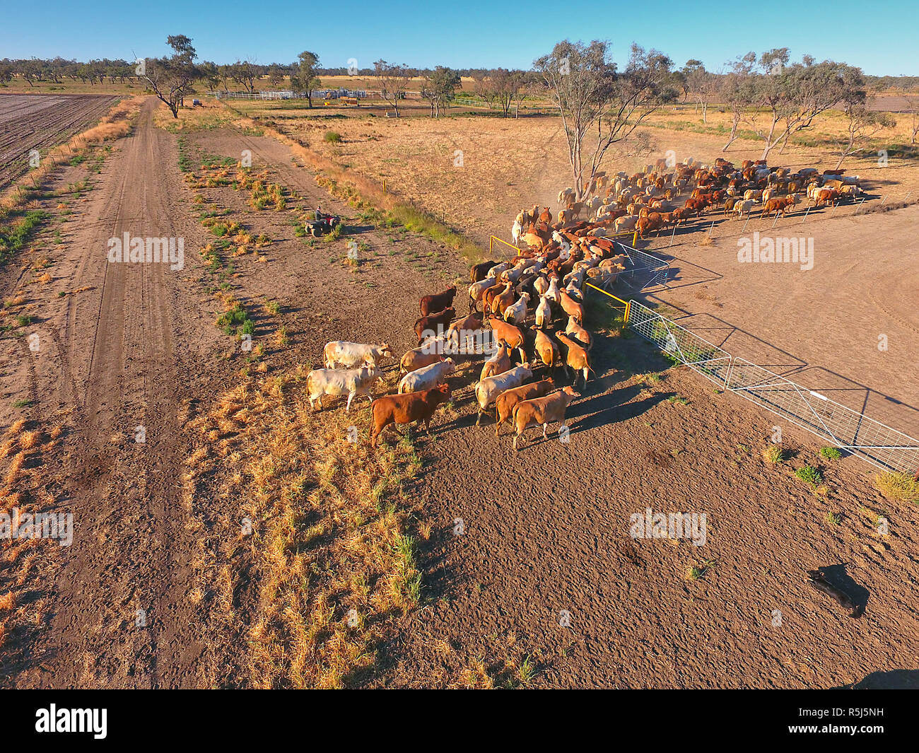 Cattle Muster NSW Stock Photo