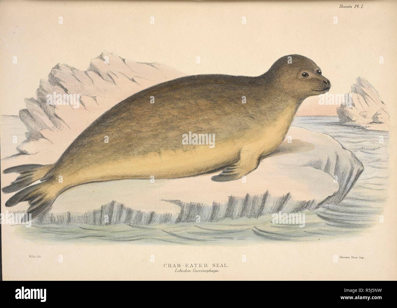 Crab-eater seal. The Zoology of the Voyage of H.M.S. Erebus and Terror, under the command of Capt. Sir James Clark Ross during the years 1839 to 1843 ... London, 1844-75. Source: 10498.dd.3 plate 1. Author: Mintern Bros.Richardson, John, Sir, M. D. Stock Photo