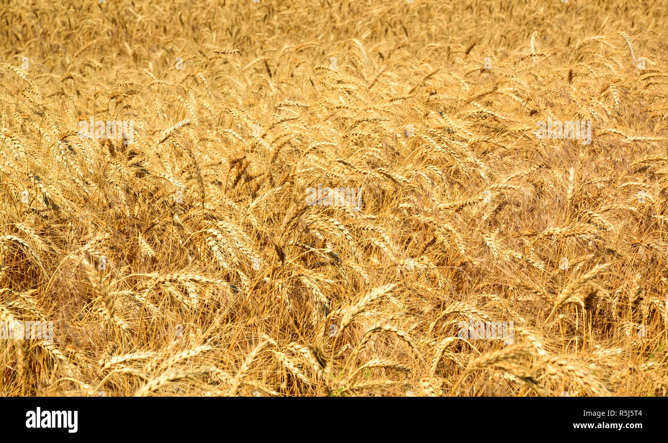 Field with ripe yellow wheat Stock Photo
