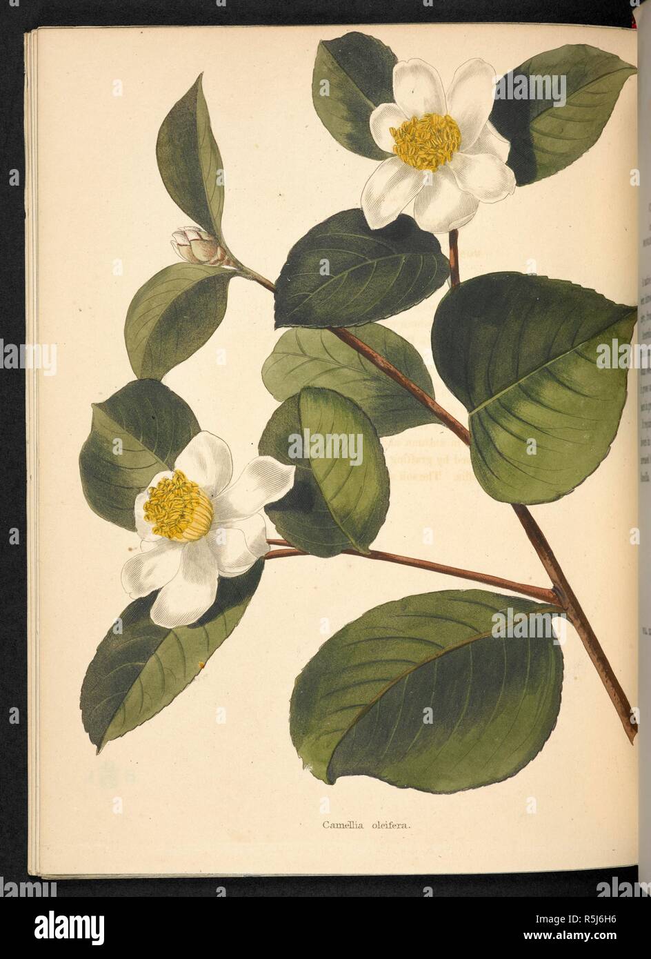 Camellia oleifera. The Botanical Cabinet, consisting of coloured delineations of plants, from all countries, with a short account of each, etc. By C. Loddiges and Sons ... The plates by G. Cooke. vol. 1-20. London, 1817-33. Source: 443.b.15, vol.2, no.1065. Author: Cooke, George. Stock Photo