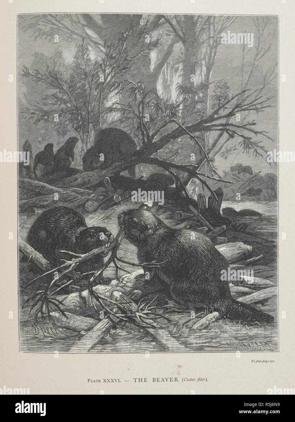 The Beaver. The Geographical Distribution of Animals, with a study of the relations of living and extinct faunas as elucidating the past changes of the earth's surface. ... . London, 1876. Source: 07209.dd.1 plate XXXVI. Author: WALLACE, ALFRED RUSSEL. Stock Photo