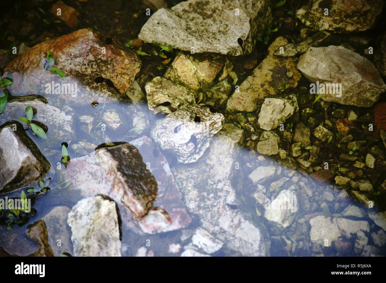 tadpoles in shallow water Stock Photo