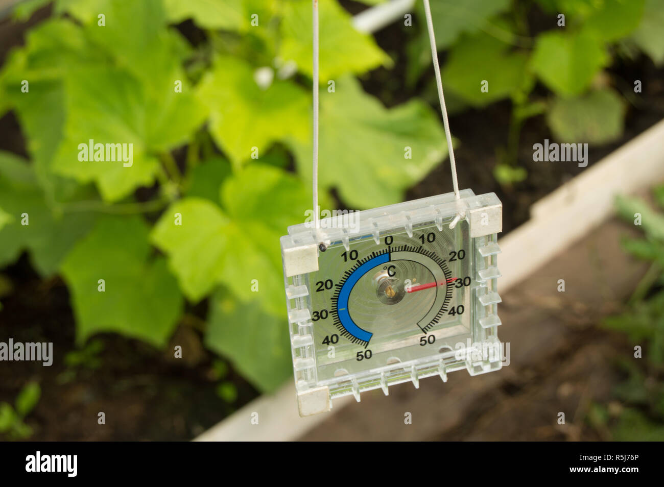 Thermometer for measuring air temperature in the greenhouse Stock Photo