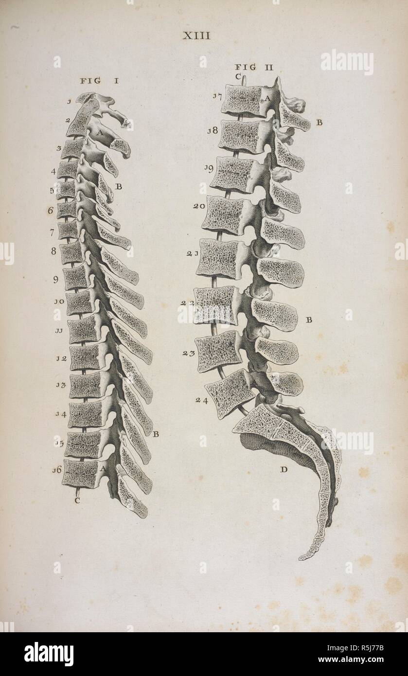 Spinal cord. Osteographia, or the Anatomy of the bones. London, 1733