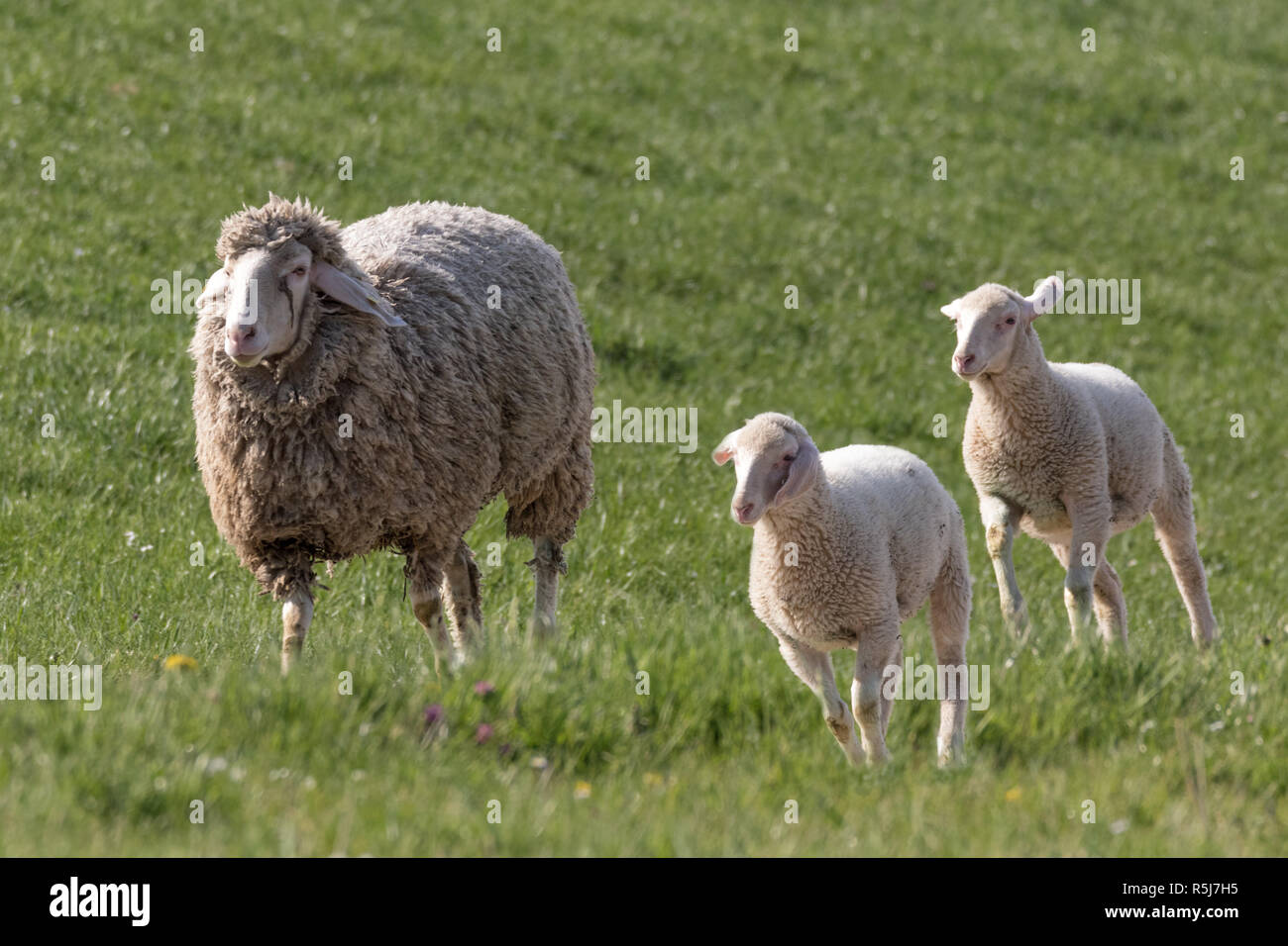 lambs run with a sheep Stock Photo