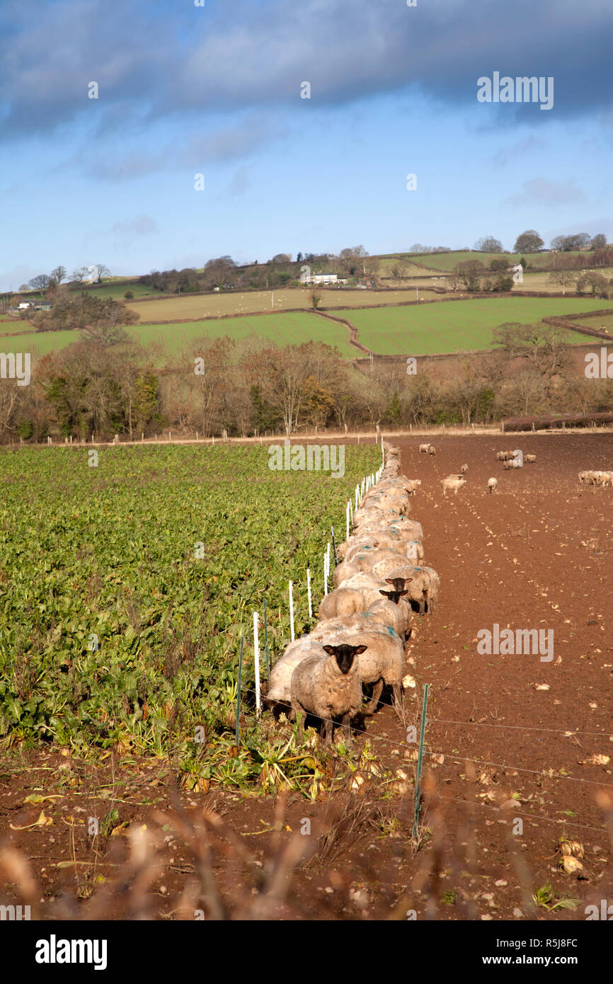 Strip farming hires stock photography and images Alamy