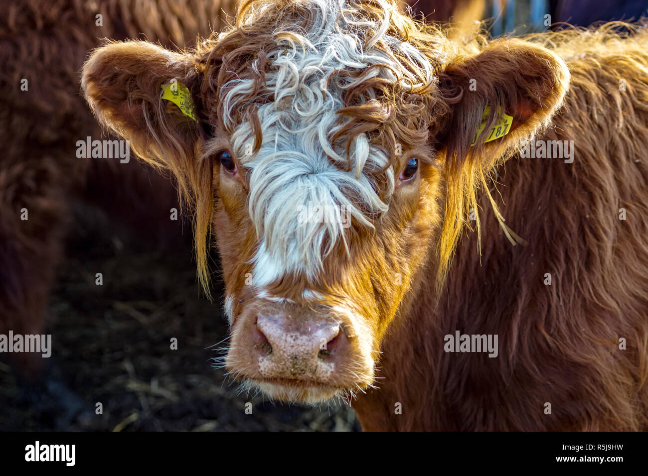 Close up of a brown cow with funny white hairdo Stock Photo
