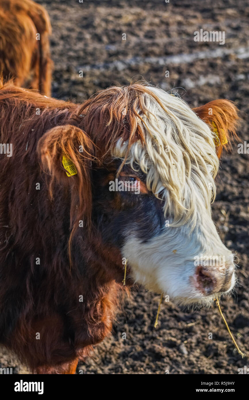 Close up of a brown cow with funny white hairdo Stock Photo