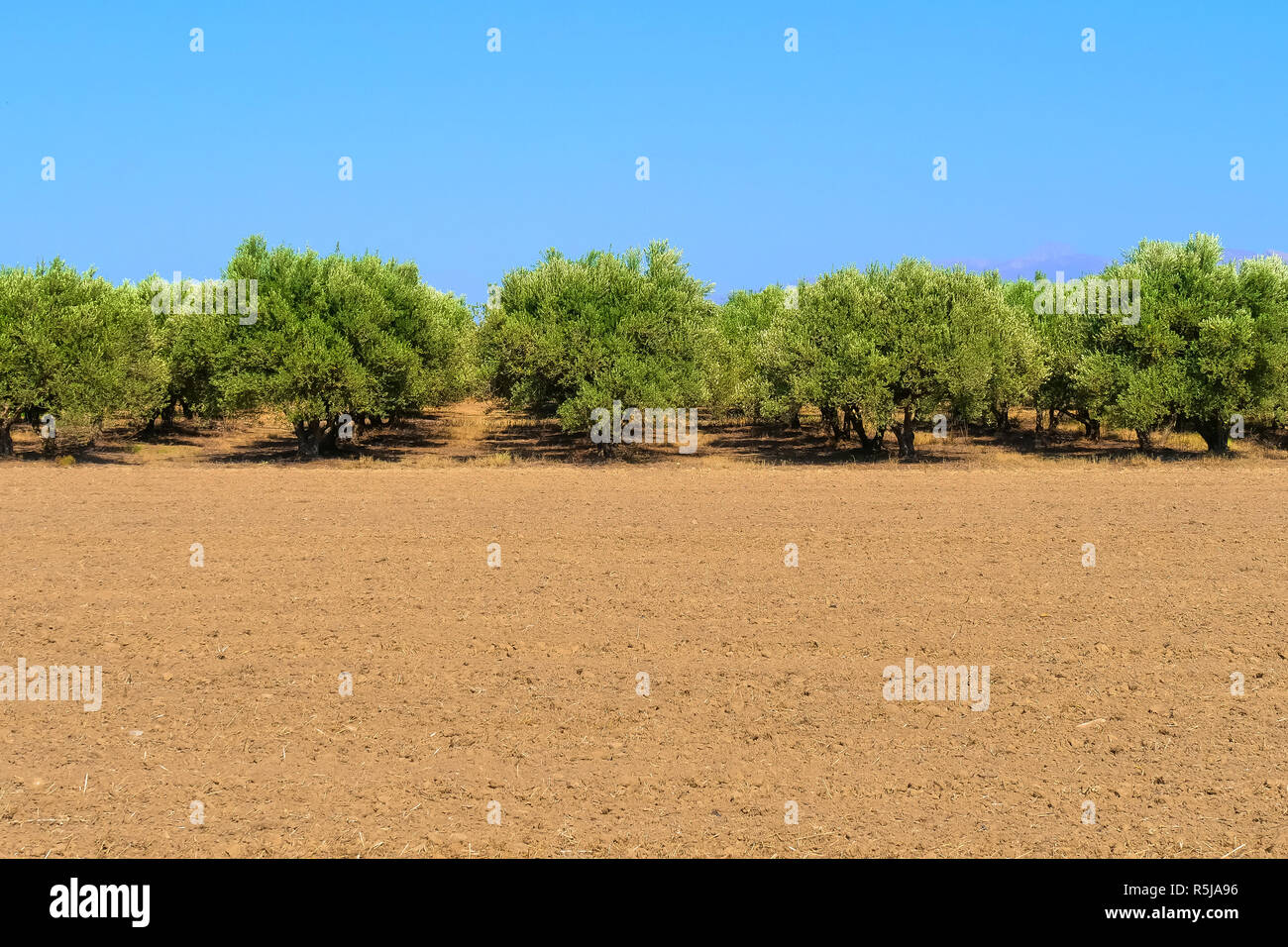 Plantation of olive trees. Stock Photo