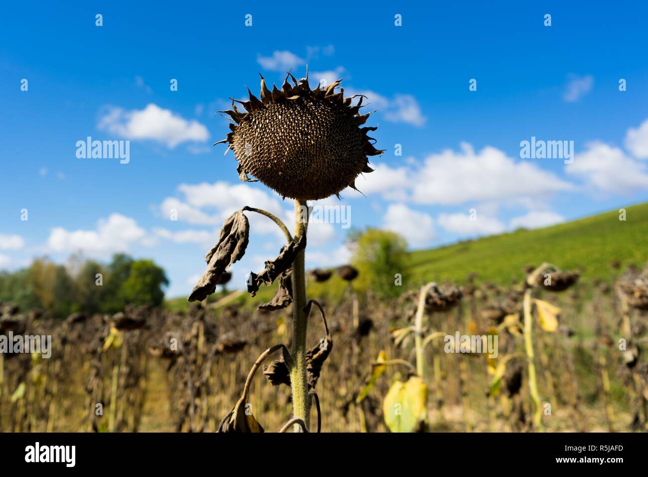 Sunflower Head Dying Stock Photos & Sunflower Head Dying Stock Images