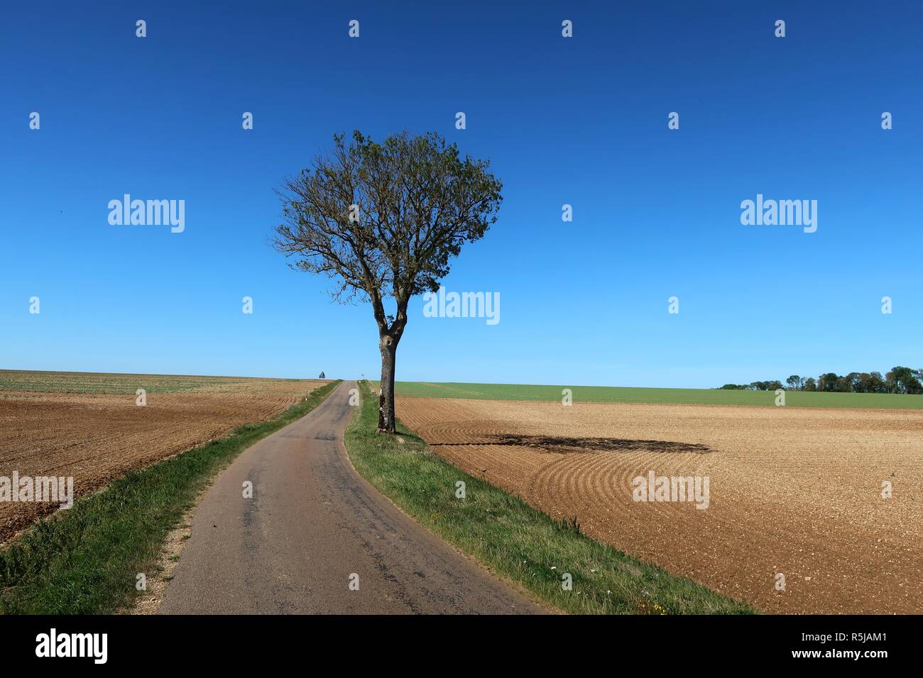Lonely tree next to road in Aube Champagne France Stock Photo