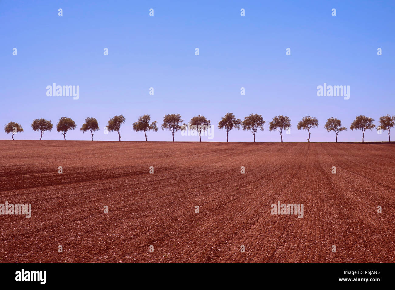 Row of trees on the horizon hi-res stock photography and images - Alamy
